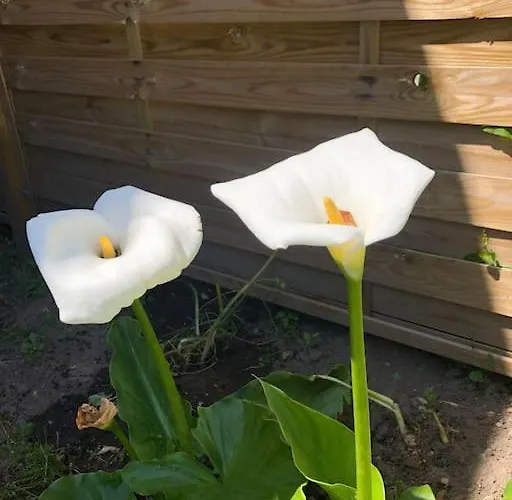 Chalet Aux Arômes De Mich *